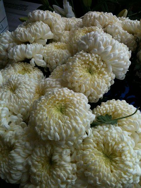 292 Mum White Starburst White - View 12 from www redcrocus com