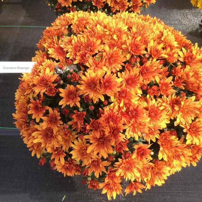 305 Mum Orange Conaco Orange - View 1 from www redcrocus com