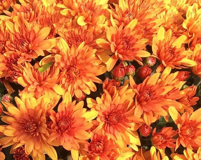 305 Mum Orange Conaco Orange - View 4 from www redcrocus com