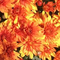 305 Mum Orange Conaco Orange - View 6 from www redcrocus com