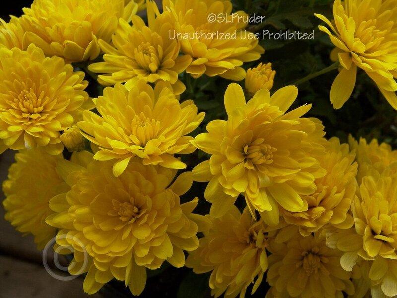 323 Mum Yellow Elena Gold Yellow - View 2 from www redcrocus com