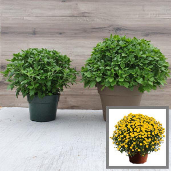 323 Mum Yellow Elena Gold Yellow - View 3 from www redcrocus com