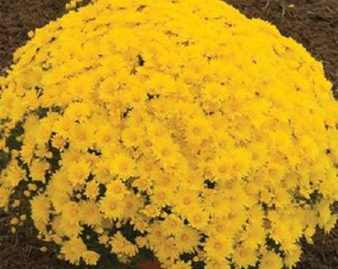 323 Mum Yellow Elena Gold Yellow - View 4 from www redcrocus com