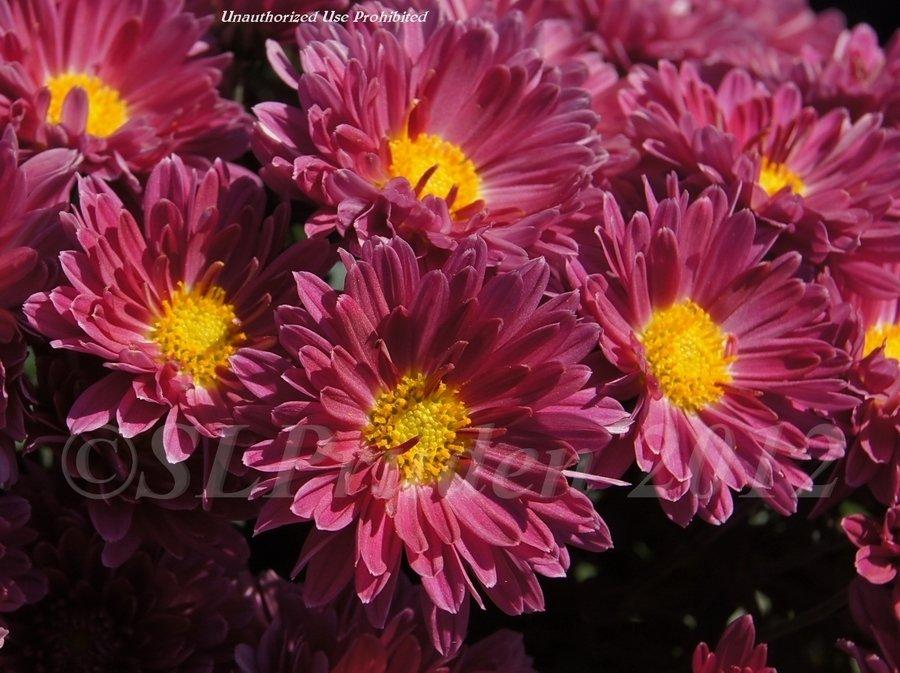 371 Mum Purple Stellar Purple - View 2 from www redcrocus com