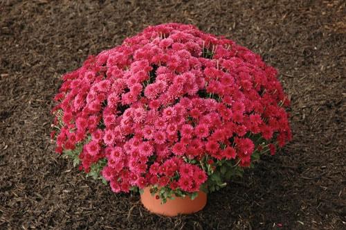 373 Mum Red Amadora Red - View 6 from www redcrocus com