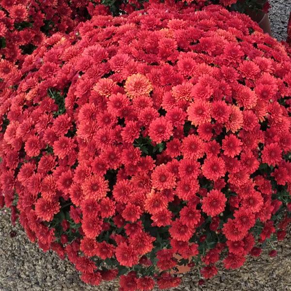 373 Mum Red Amadora Red - View 7 from www redcrocus com