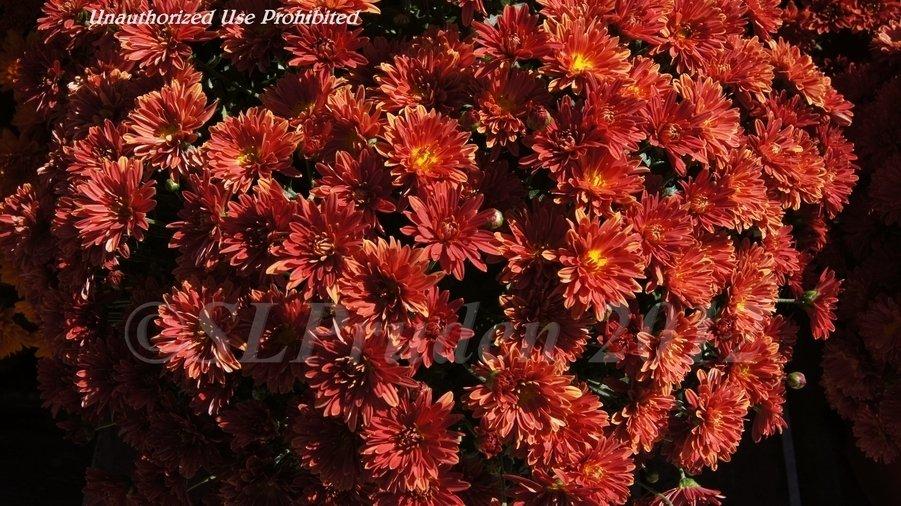 392 Mum Red Stellar Red - View 1 from www redcrocus com