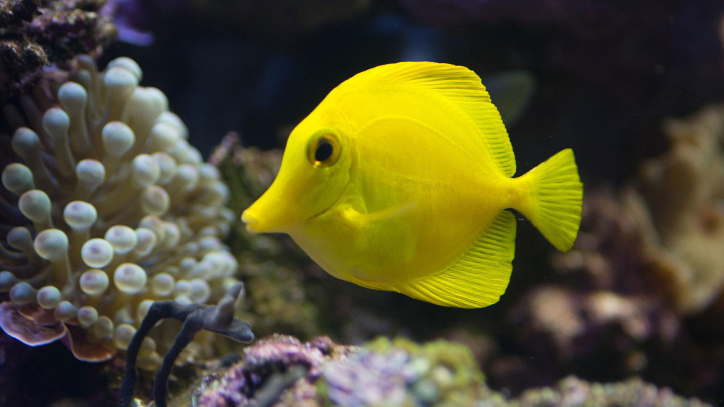 436 Mum Yellow Tang Yellow - View 14 from www redcrocus com