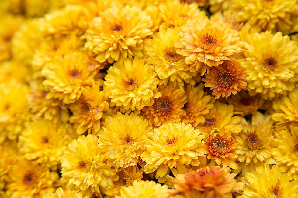 449 Mum Yellow Honeyblush Yellow - View 10 from www redcrocus com