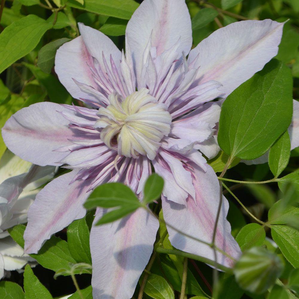 450 Mum White Moonglow White - View 11 from www redcrocus com