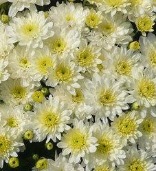 450 Mum White Moonglow White - View 1 from www redcrocus com