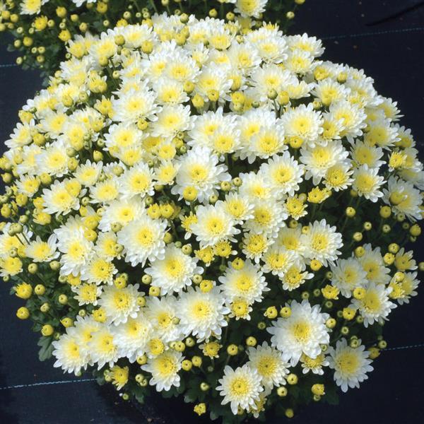 450 Mum White Moonglow White - View 2 from www redcrocus com