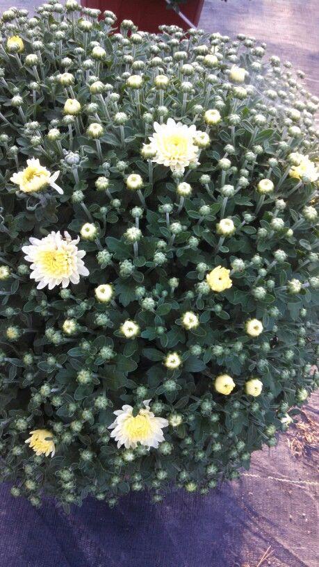 450 Mum White Moonglow White - View 4 from www redcrocus com