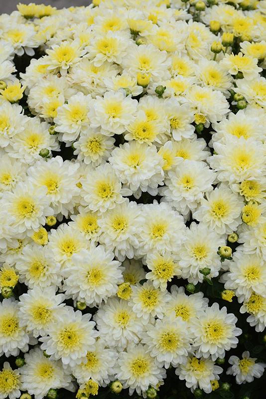 450 Mum White Moonglow White - View 5 from www redcrocus com