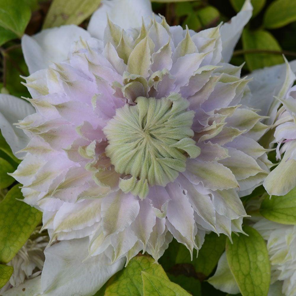 450 Mum White Moonglow White - View 6 from www redcrocus com