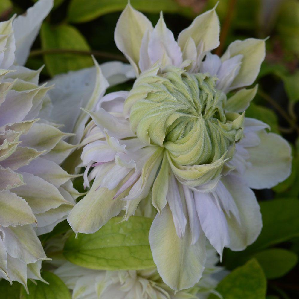 450 Mum White Moonglow White - View 7 from www redcrocus com