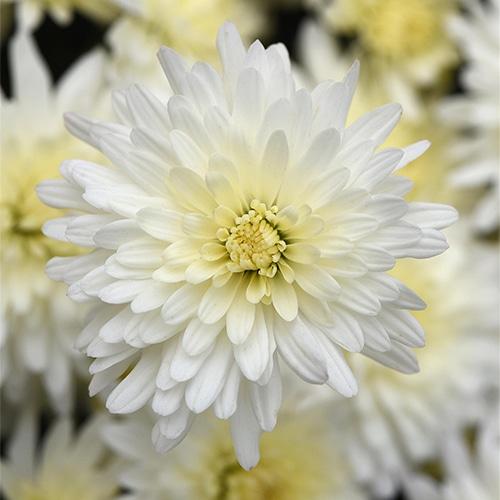 451 Mum White Prima White - View 11 from www redcrocus com