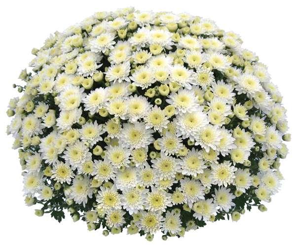 451 Mum White Prima White - View 1 from www redcrocus com