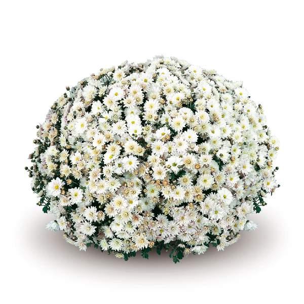 451 Mum White Prima White - View 3 from www redcrocus com