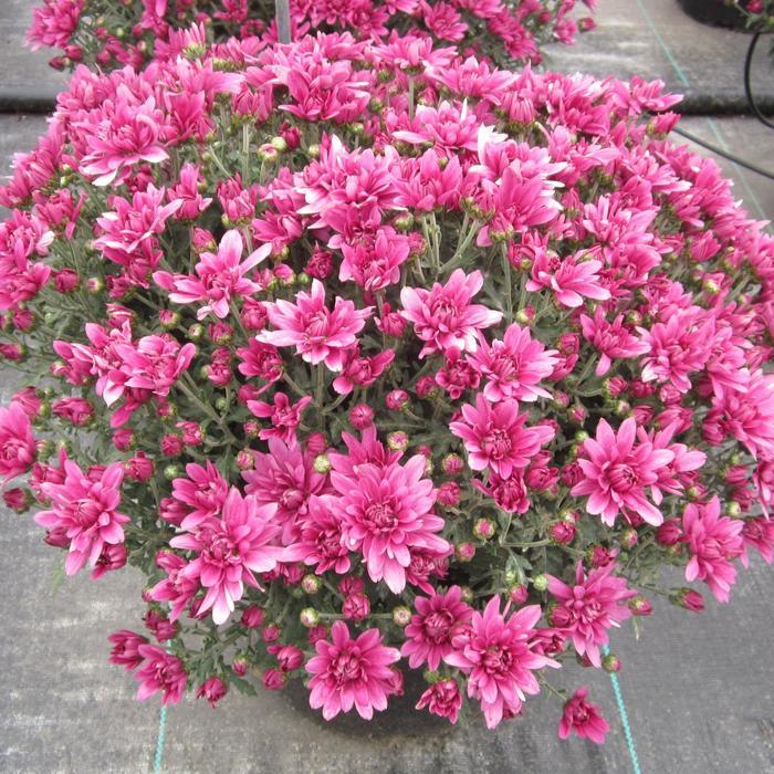 461 Mum Purple Magnus Violet - View 1 from www redcrocus com