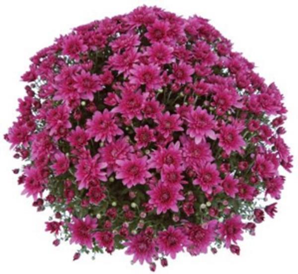 461 Mum Purple Magnus Violet - View 2 from www redcrocus com