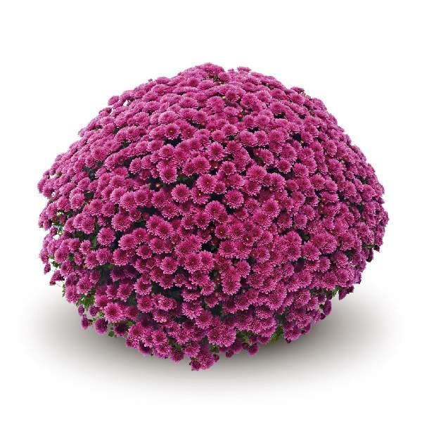 461 Mum Purple Magnus Violet - View 3 from www redcrocus com