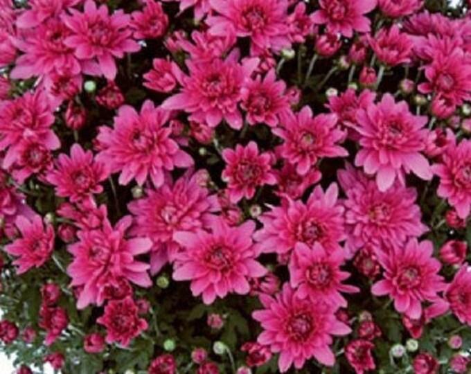 461 Mum Purple Magnus Violet - View 4 from www redcrocus com