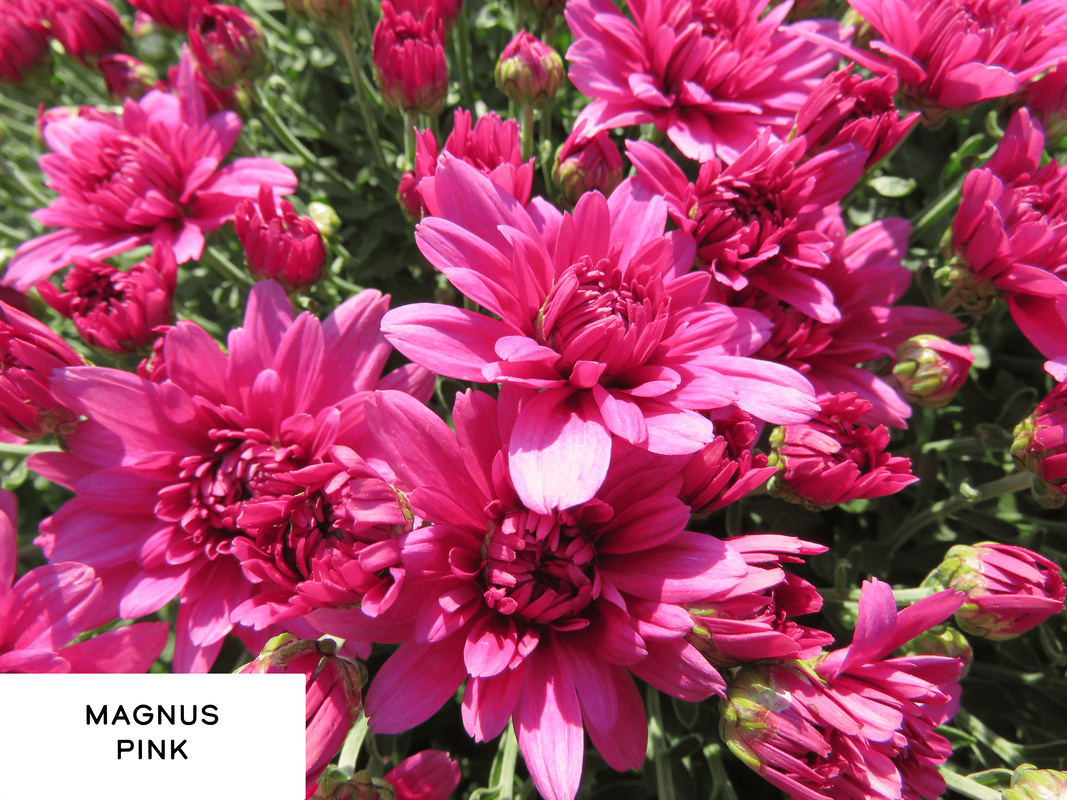 461 Mum Purple Magnus Violet - View 7 from www redcrocus com