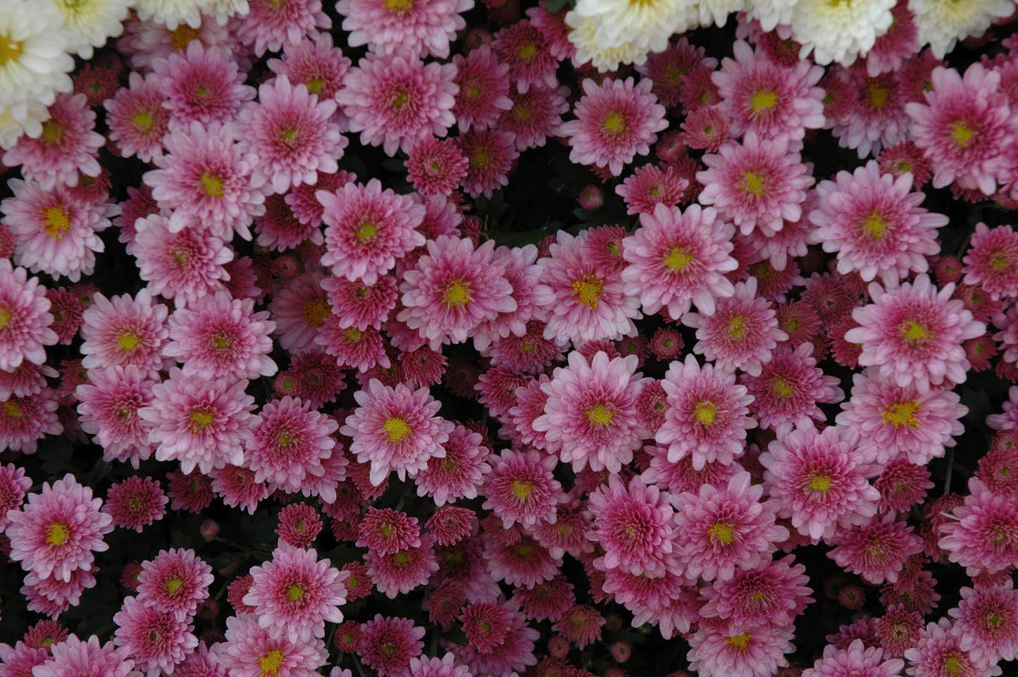 461 Mum Purple Magnus Violet - View 8 from www redcrocus com