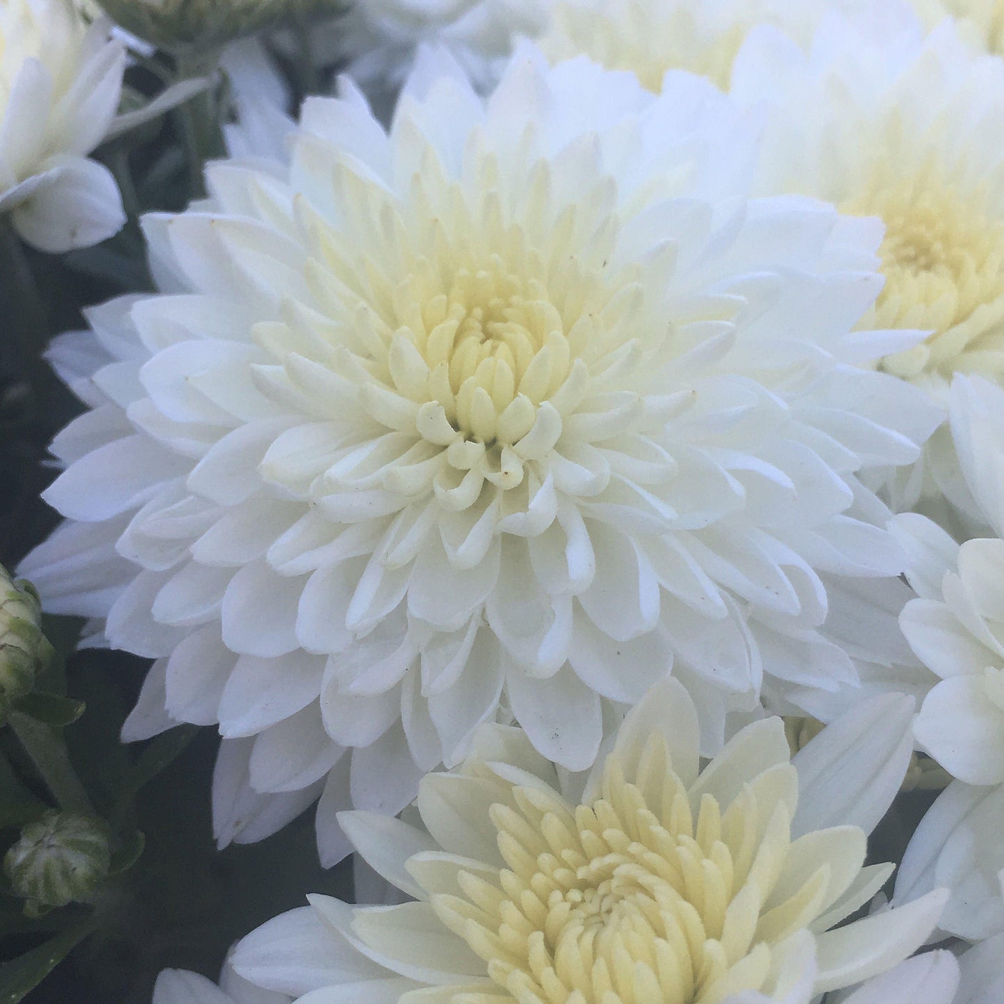 463 Mum White Celestial White - View 11 from www redcrocus com