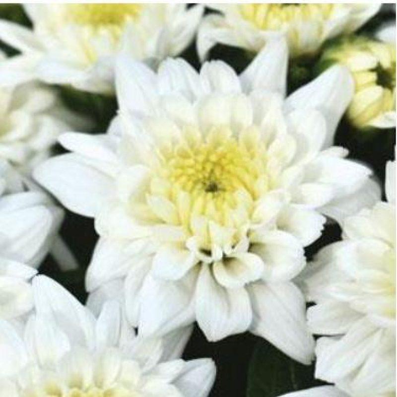 463 Mum White Celestial White - View 1 from www redcrocus com