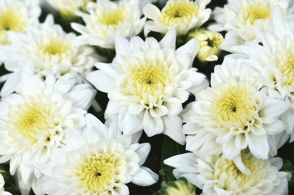 463 Mum White Celestial White - View 3 from www redcrocus com