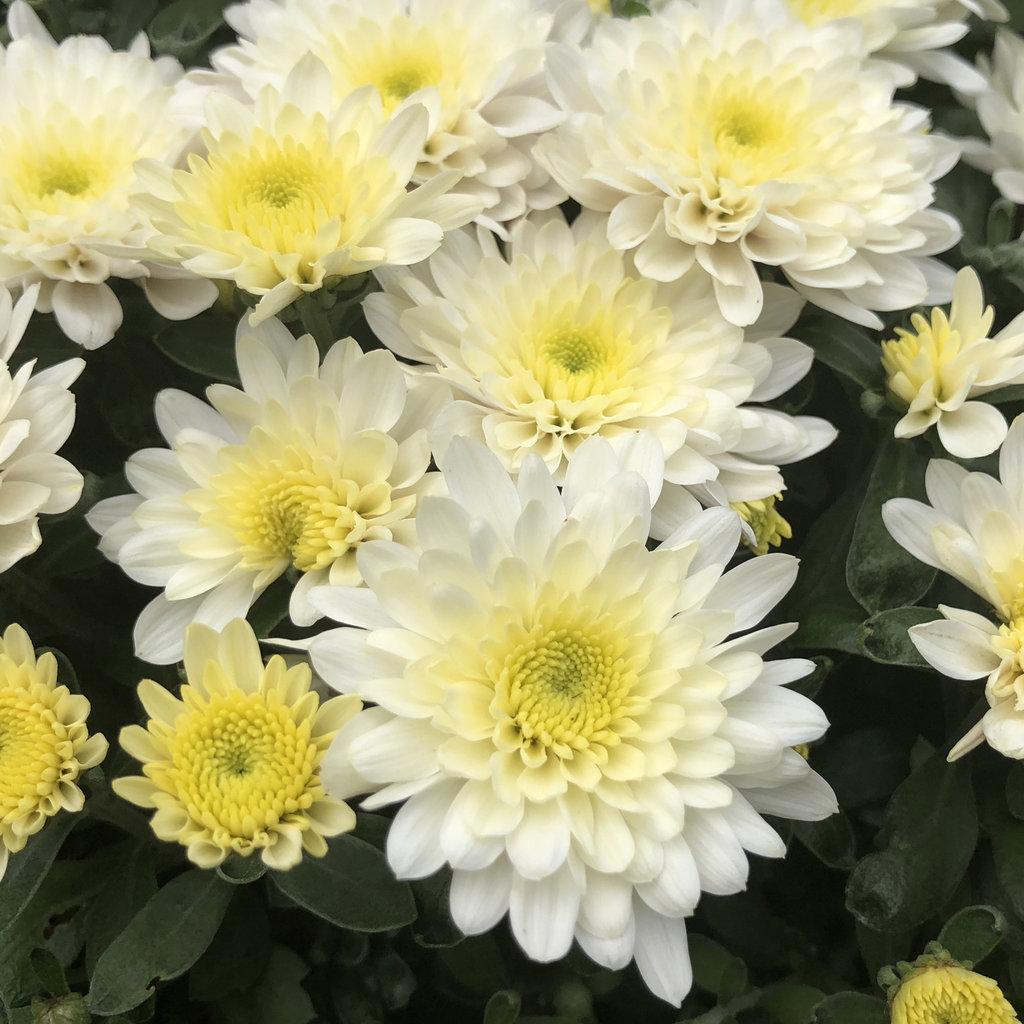 463 Mum White Celestial White - View 8 from www redcrocus com