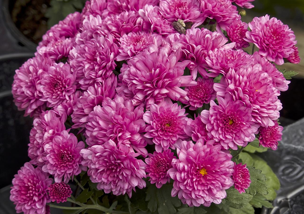 466 Mum Pink Stellar Pink - View 9 from www redcrocus com
