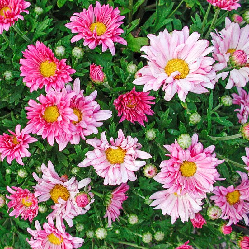 475 Mum Pink Paradiso Pink - View 16 from www redcrocus com