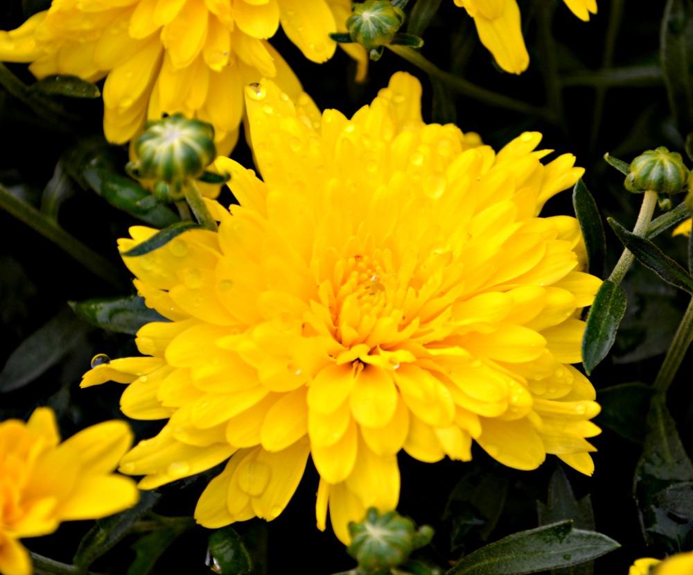 487 Mum Yellow Gold Riot Yellow - View 3 from www redcrocus com