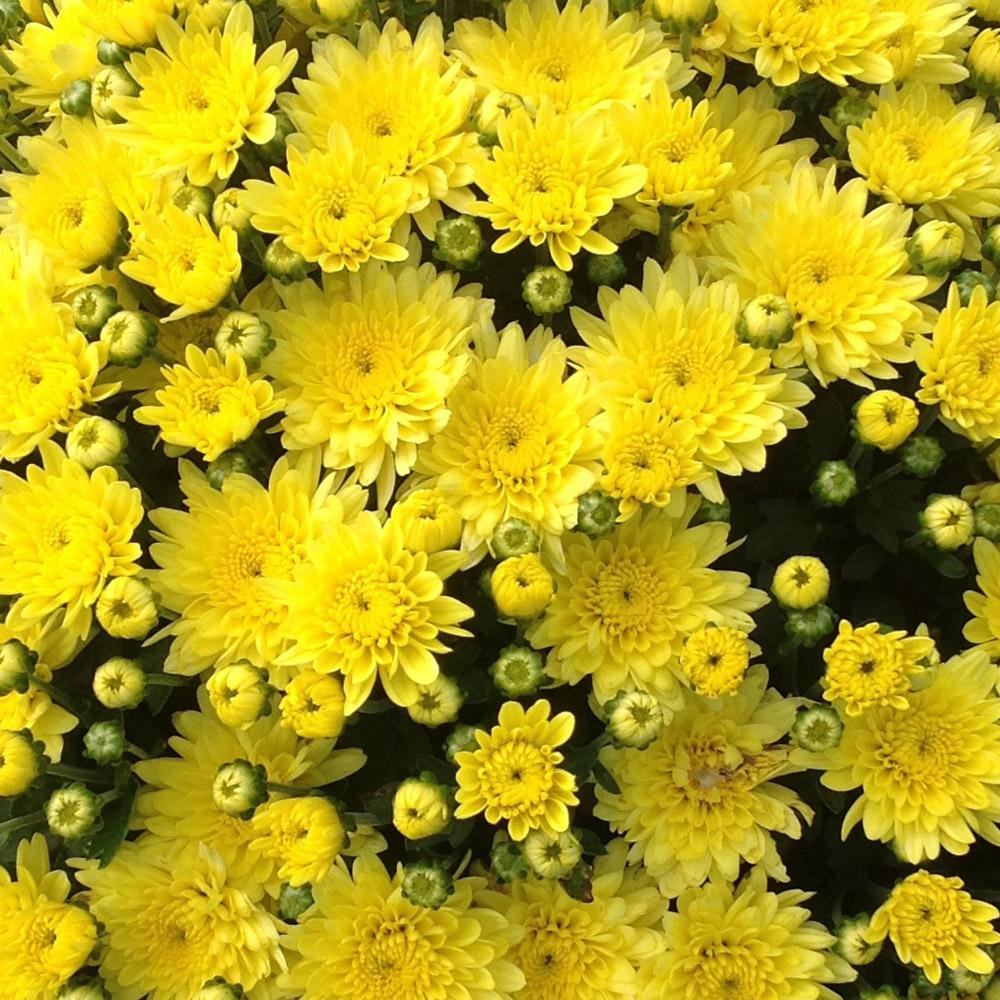 487 Mum Yellow Gold Riot Yellow - View 7 from www redcrocus com