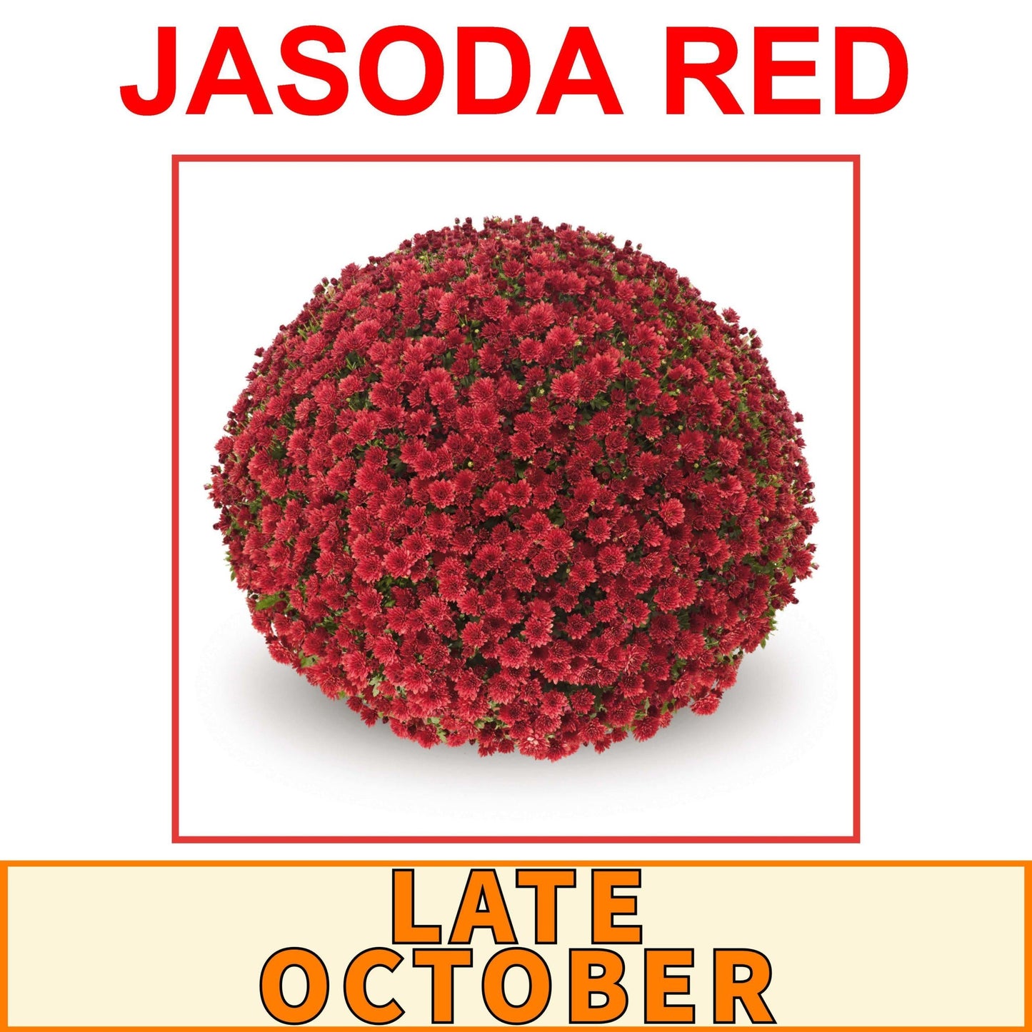 507 Mum Red Arluno Red - View 3 from www redcrocus com