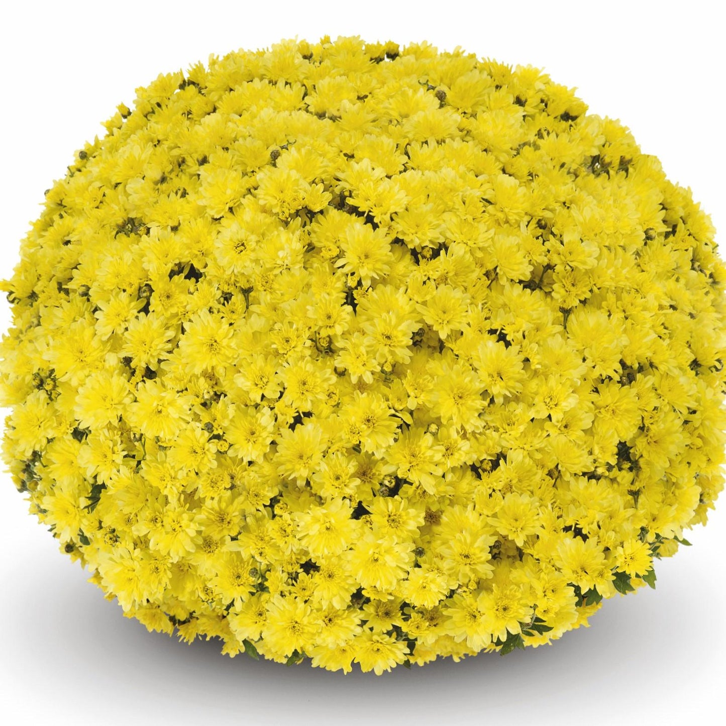 509 Mum Yellow Arluno Yellow - View 4 from www redcrocus com