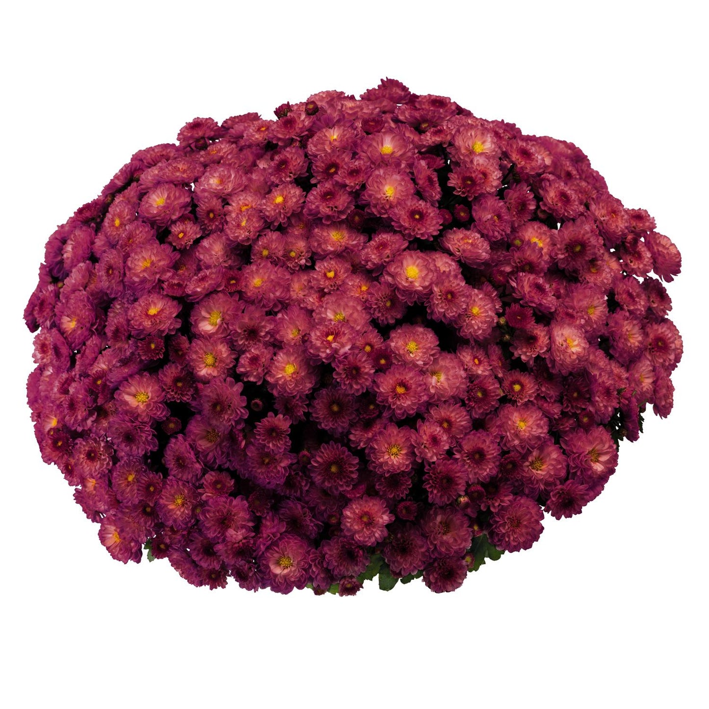 511 Mum Pink Fonti Dark Pink - View 10 from www redcrocus com