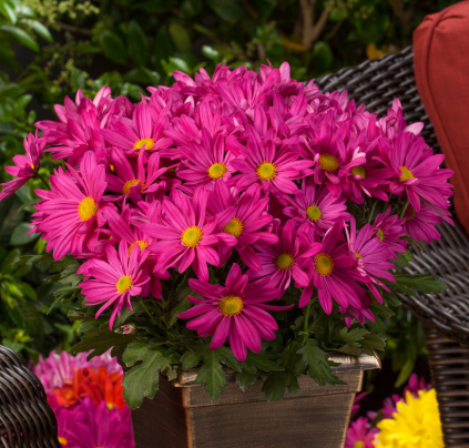 511 Mum Pink Fonti Dark Pink - View 12 from www redcrocus com