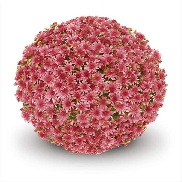 511 Mum Pink Fonti Dark Pink - View 6 from www redcrocus com