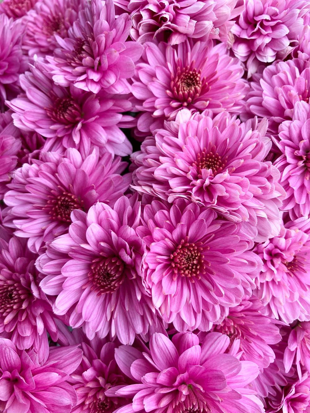 512 Mum Pink Fonti Pink - View 2 from www redcrocus com