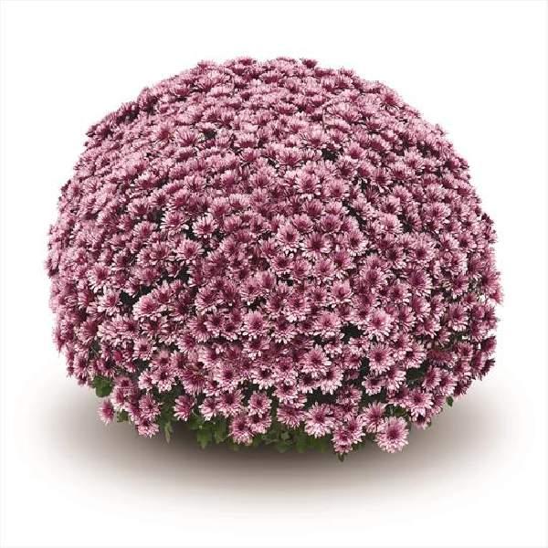 512 Mum Pink Fonti Pink - View 8 from www redcrocus com