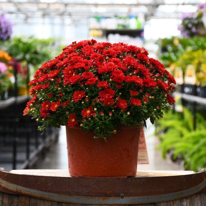 516 Mum Red Samantha Red - View 16 from www redcrocus com
