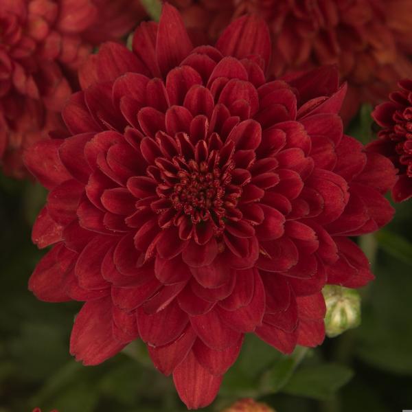 516 Mum Red Samantha Red - View 1 from www redcrocus com