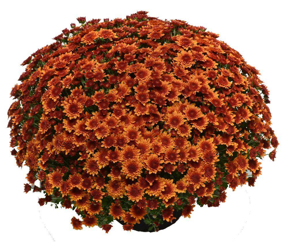 517 Mum Bronze Copper Coin Bronze - View 4 from www redcrocus com