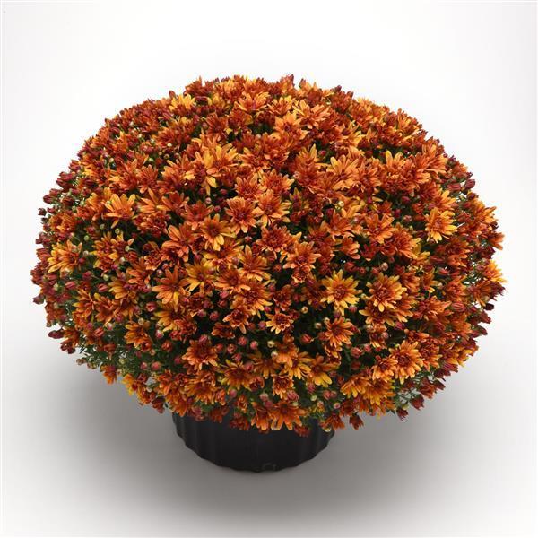 522 Mum Bronze Butternut Golden Bronze - View 1 from www redcrocus com