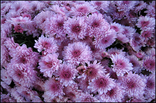 528 Mum Purple Baoli Lilac Purple - View 16 from www redcrocus com