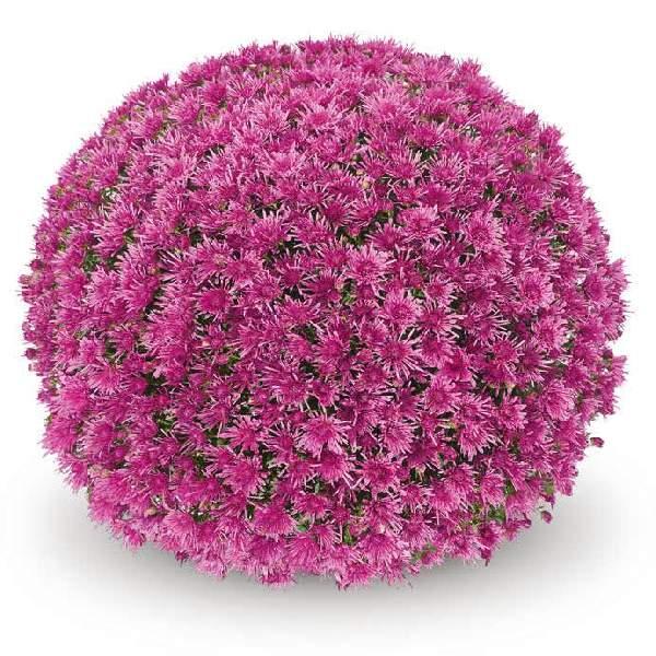 528 Mum Purple Baoli Lilac Purple - View 2 from www redcrocus com